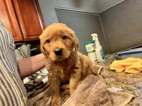 Boy 3, a  Golden Retriever for sale in Port Royal, VA – 1 of 5