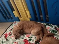 Girl 3, a  Golden Retriever for sale in Port Royal, VA – 3 of 6