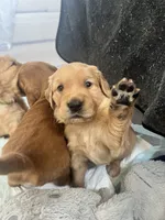 Girl 4, a  Golden Retriever for sale in Port Royal, VA – 3 of 4