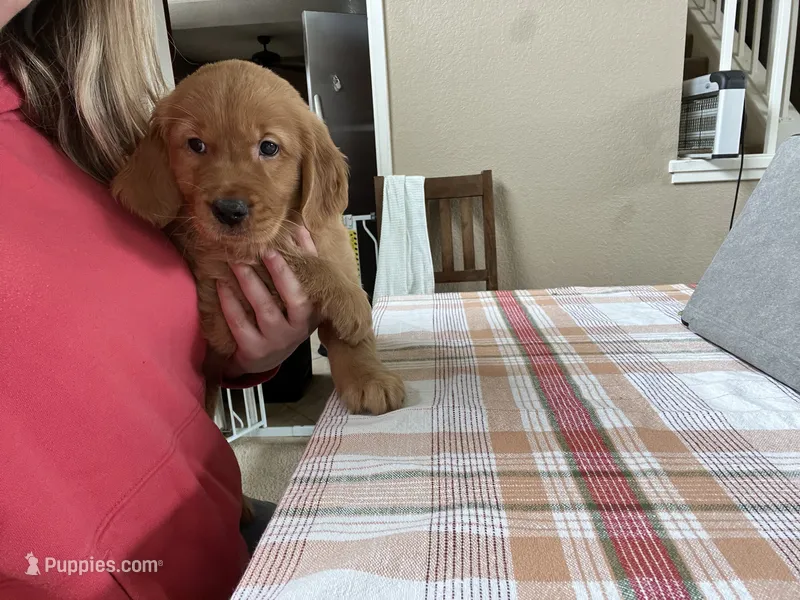 Boy 2 – Golden Retriever puppy for sale in Port Royal, VA