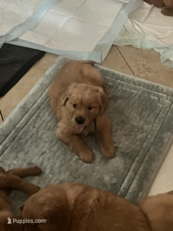 Girl 3 – Golden Retriever puppy for sale in Port Royal, VA