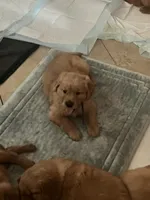 Girl 3, a  Golden Retriever for sale in Port Royal, VA – 1 of 6