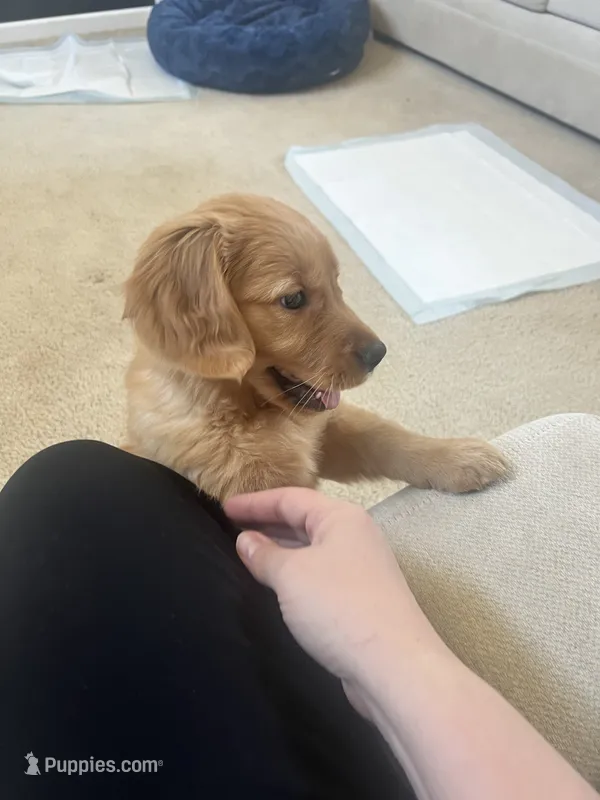 Girl 1 – Golden Retriever puppy for sale in Port Royal, VA