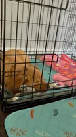 Boy 1, a  Golden Retriever for sale in Port Royal, VA – 2 of 10
