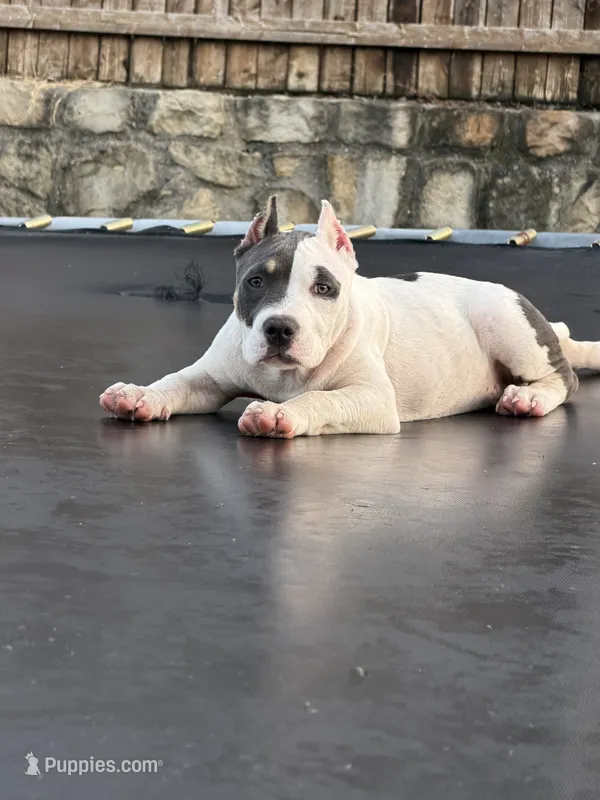 Winx – American Bully puppy for sale in Princeton, TX