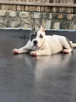 Winx, a female American Bully for sale in Princeton, TX – 1 of 8