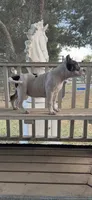 Winx, a female American Bully for sale in Princeton, TX – 4 of 8