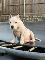 Shadow, a female American Bully for sale in Princeton, TX – 2 of 5