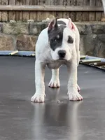 Winx, a female American Bully for sale in Princeton, TX – 2 of 8