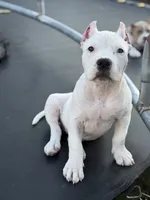 Silver, a female American Bully for sale in Princeton, TX – 4 of 8