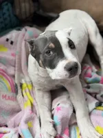 Winx, a female American Bully for sale in Princeton, TX – 6 of 8