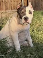 Winx, a female American Bully for sale in Princeton, TX – 2 of 8