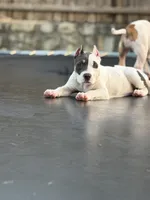 Winx, a female American Bully for sale in Princeton, TX – 7 of 8