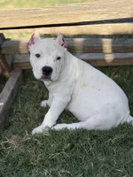 Silver, a female American Bully for sale in Princeton, TX – 5 of 8
