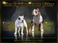 Shadow, a female American Bully for sale in Princeton, TX – 6 of 6