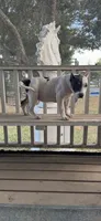 Winx, a female American Bully for sale in Princeton, TX – 3 of 8