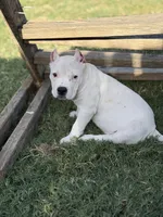 Silver, a female American Bully for sale in Princeton, TX – 3 of 8