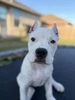 Silver, a female American Bully for sale in Princeton, TX – 2 of 8