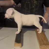 Silver, a female American Bully for sale in Princeton, TX – 7 of 8