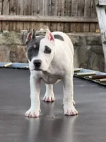 Winx, a female American Bully for sale in Princeton, TX – 8 of 8
