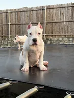 Shadow, a female American Bully for sale in Princeton, TX – 3 of 5