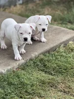 Silver, a female American Bully for sale in Princeton, TX – 8 of 8