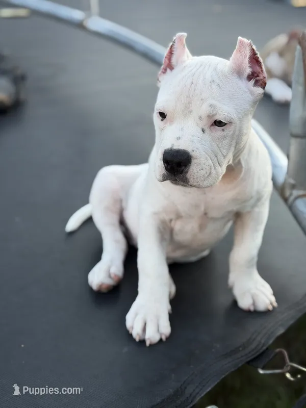 Silver – American Bully puppy for sale in Princeton, TX