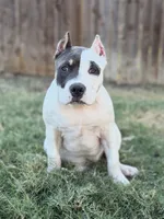 Winx, a female American Bully for sale in Princeton, TX – 3 of 8