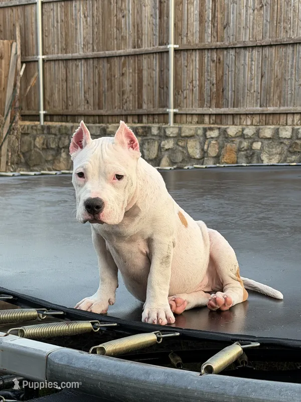 Shadow – American Bully puppy for sale in Princeton, TX