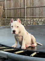 Shadow, a female American Bully for sale in Princeton, TX – 1 of 5