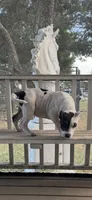 Winx, a female American Bully for sale in Princeton, TX – 5 of 8