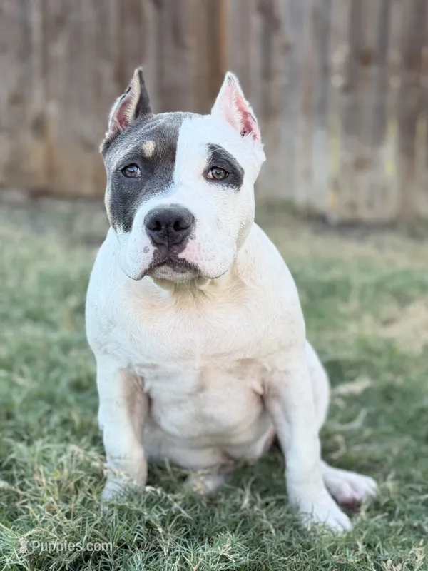 Winx – American Bully puppy for sale in Princeton, TX
