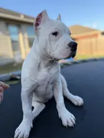 Silver, a female American Bully for sale in Princeton, TX – 6 of 8