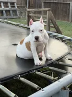 Shadow, a female American Bully for sale in Princeton, TX – 4 of 5