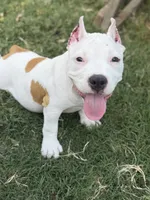 Shadow, a female American Bully for sale in Princeton, TX – 5 of 5