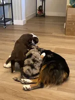 Tiger, a male Miniature Australian Shepherd for sale in Patterson, CA – 2 of 4