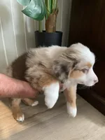 Smore , a female Miniature Australian Shepherd for sale in Patterson, CA – 2 of 7