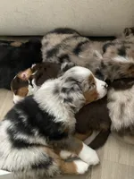 Tiger, a male Miniature Australian Shepherd for sale in Patterson, CA – 3 of 4