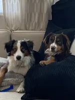 Smore , a female Miniature Australian Shepherd for sale in Patterson, CA – 7 of 7
