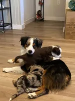 Pinto, a female Miniature Australian Shepherd for sale in Patterson, CA – 2 of 4
