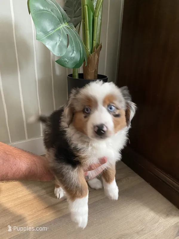 Tiger Lilly  – Miniature Australian Shepherd puppy for sale in Patterson, CA