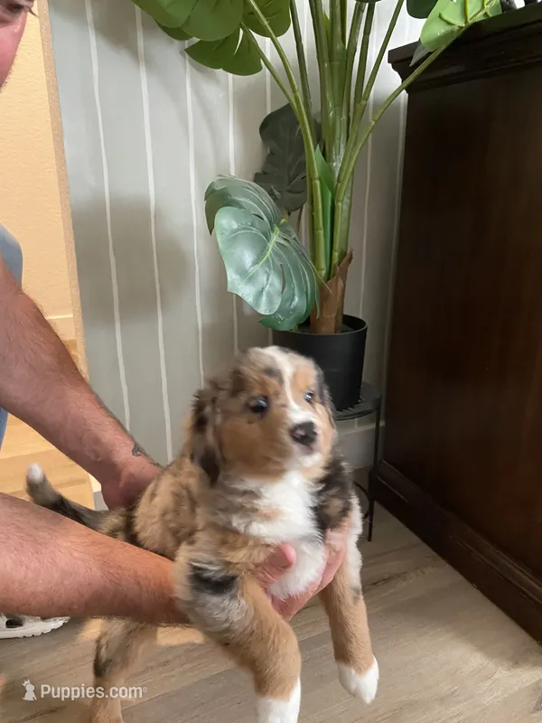 Tiger – Miniature Australian Shepherd puppy for sale in Patterson, CA