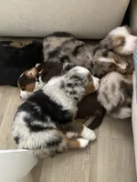 Tiger Lilly , a female Miniature Australian Shepherd for sale in Patterson, CA – 3 of 3