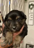 Fleximus, a male Miniature Australian Shepherd for sale in Patterson, CA – 4 of 4