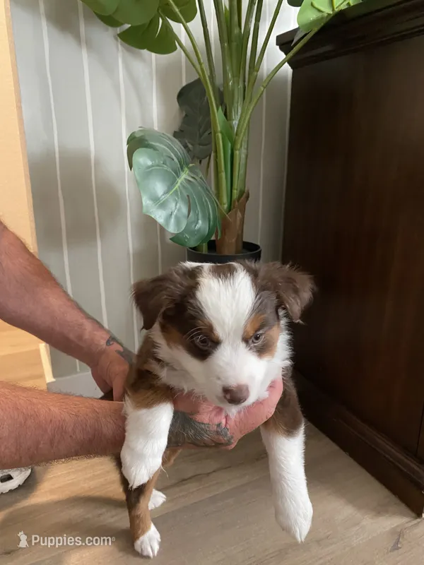 Pinto – Miniature Australian Shepherd puppy for sale in Patterson, CA