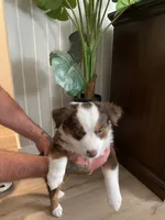 Pinto, a female Miniature Australian Shepherd for sale in Patterson, CA – 1 of 4