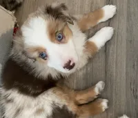 Smore , a female Miniature Australian Shepherd for sale in Patterson, CA – 1 of 7