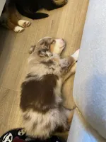 Smore , a female Miniature Australian Shepherd for sale in Patterson, CA – 3 of 7