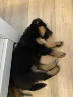 Fleximus, a male Miniature Australian Shepherd for sale in Patterson, CA – 3 of 4