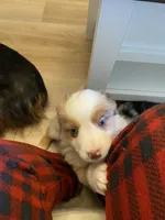 Smore , a female Miniature Australian Shepherd for sale in Patterson, CA – 5 of 7